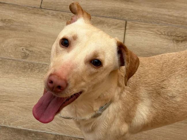 Rima tala, male young Mixed Breed for adoption at ALBA Protectora Madrid, Madrid