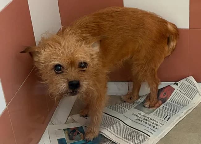 Rita t, female senior Mixed Breed for adoption at ALBA Protectora Madrid, Madrid