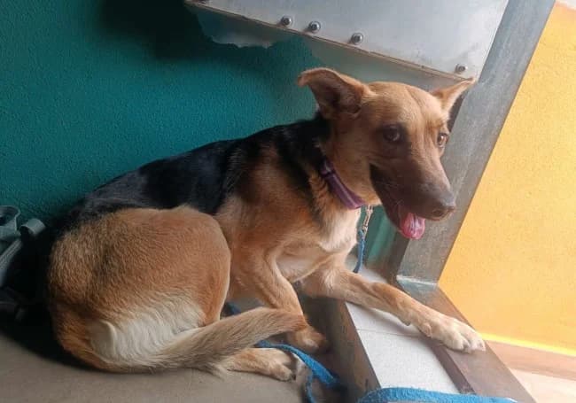 Ruperta, female young Mixed Breed for adoption at ALBA Protectora Madrid, Madrid