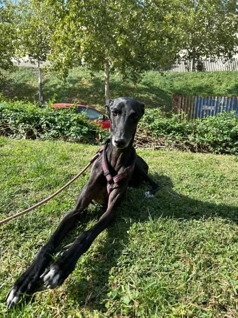 Senador, male senior Mixed Breed for adoption at ALBA Protectora Madrid, Madrid