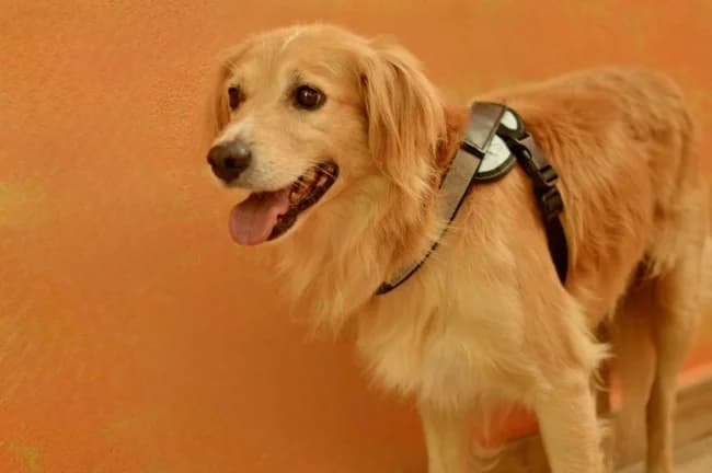 Timo m., male 3yo Mixed Breed for adoption at ALBA Protectora Madrid, Madrid