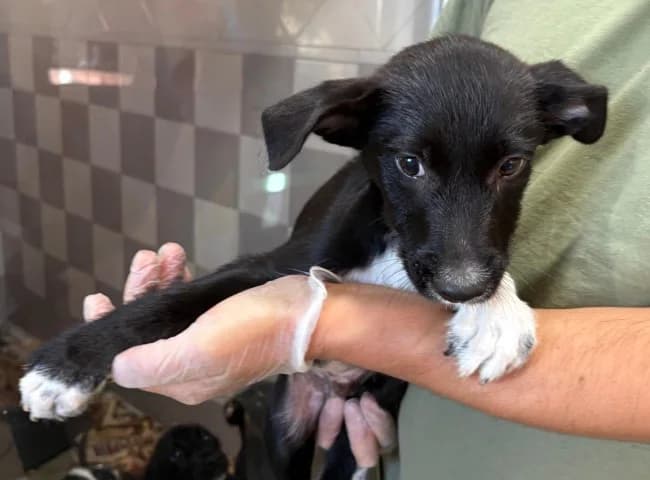 Tomasin t, male puppy Mixed Breed for adoption at ALBA Protectora Madrid, Madrid