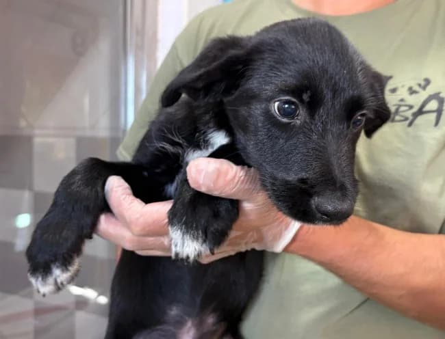 Tonete t, male puppy Mixed Breed for adoption at ALBA Protectora Madrid, Madrid