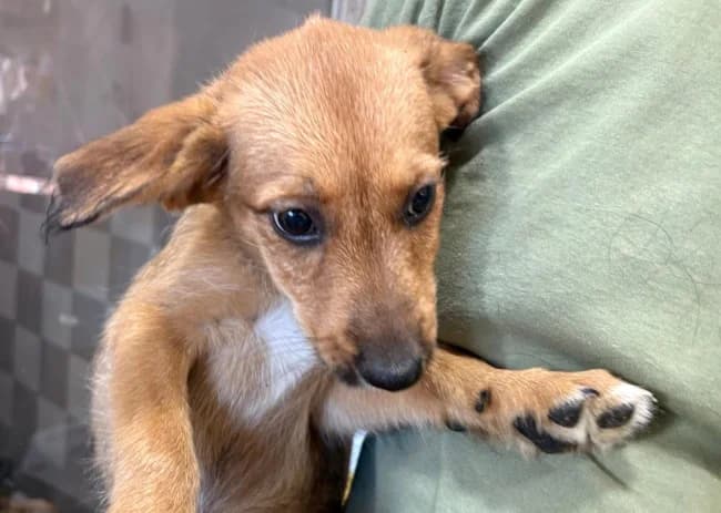 Triana t, female puppy Mixed Breed for adoption at ALBA Protectora Madrid, Madrid