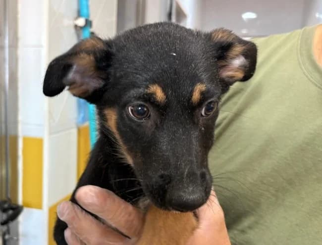 Trova t, female puppy Mixed Breed for adoption at ALBA Protectora Madrid, Madrid