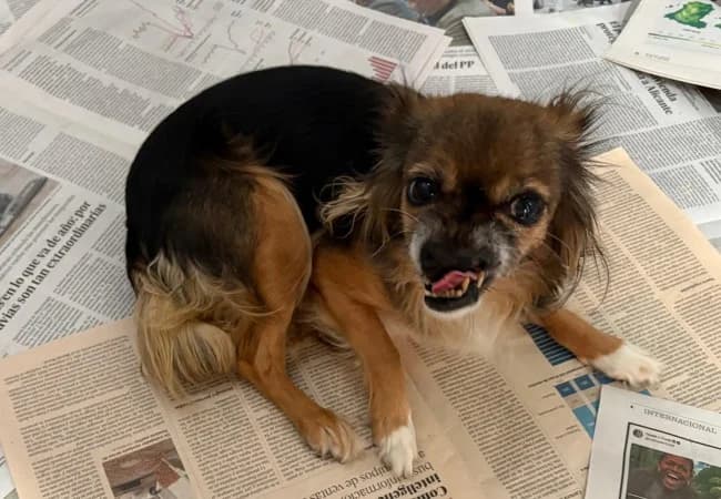 Trubi ino, female senior Mixed Breed for adoption at ALBA Protectora Madrid, Madrid