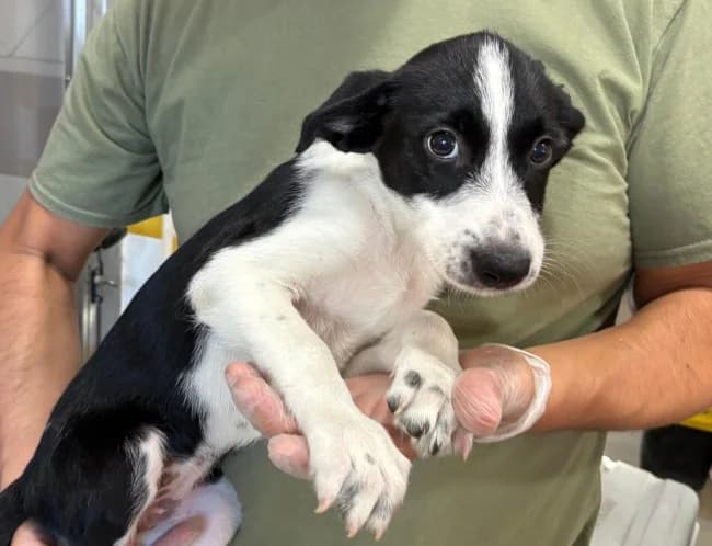 Vania t, female puppy Mixed Breed for adoption at ALBA Protectora Madrid, Madrid
