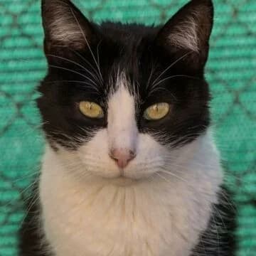 Pirulo, Negro/Blanco male senior European Shorthair for adoption at Aldea Felina Denia, Denia (Alicante)