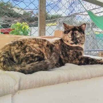 Sila, Tortuga female 3yo European Shorthair for adoption at Aldea Felina Denia, Denia (Alicante)