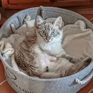 Pino, male European Shorthair for adoption at Aldea Felina Denia, Denia (Alicante)