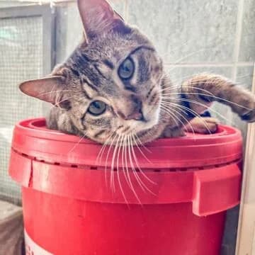 Ron, Tabby male young European Shorthair for adoption at Aldea Felina Denia, Denia (Alicante)