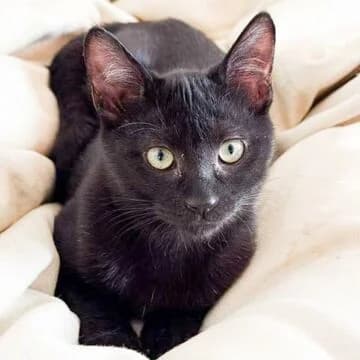 Tula, Negro female puppy European Shorthair for adoption at Aldea Felina Denia, Denia (Alicante)