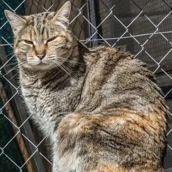 Keisha, Tabby female senior European Shorthair for adoption at Aldea Felina Denia, Denia (Alicante)
