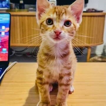 Saffron, Rojo claro female puppy European Shorthair for adoption at Aldea Felina Denia, Denia (Alicante)