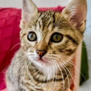 Scout, Atigrada female puppy European Shorthair for adoption at Aldea Felina Denia, Denia (Alicante)