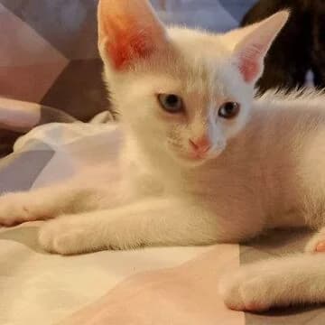 Trey, Blanco male puppy European Shorthair for adoption at Aldea Felina Denia, Denia (Alicante)