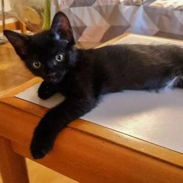 Troy, Negro smokey male puppy European Shorthair for adoption at Aldea Felina Denia, Denia (Alicante)