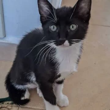 Ummi, N/B male puppy European Shorthair for adoption at Aldea Felina Denia, Denia (Alicante)