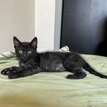 Viking, Negro-Gris male puppy European Shorthair for adoption at Aldea Felina Denia, Denia (Alicante)