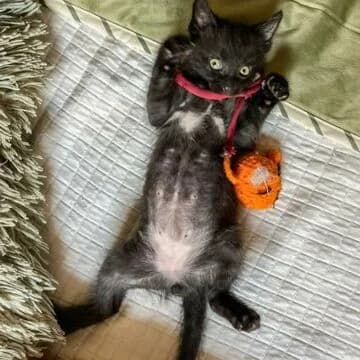 Volky, Negro male puppy European Shorthair for adoption at Aldea Felina Denia, Denia (Alicante)