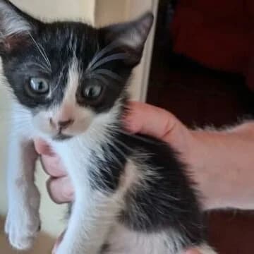 Verdi, Negro/Blanco male puppy European Shorthair for adoption at Aldea Felina Denia, Denia (Alicante)