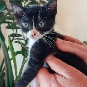 Vera, Negro/Blanco female puppy European Shorthair for adoption at Aldea Felina Denia, Denia (Alicante)