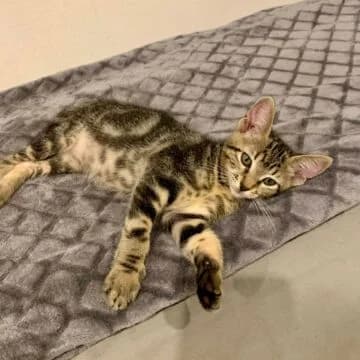 Wampie, Tabby oscuro female puppy European Shorthair for adoption at Aldea Felina Denia, Denia (Alicante)