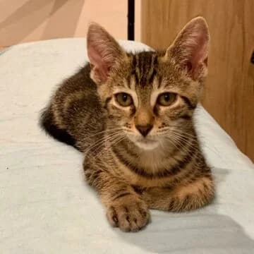 Wingy, Tabby oscuro female puppy European Shorthair for adoption at Aldea Felina Denia, Denia (Alicante)