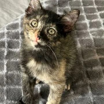 Wika, Tortuga female puppy European Shorthair for adoption at Aldea Felina Denia, Denia (Alicante)