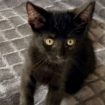 Wester, Negro male puppy European Shorthair for adoption at Aldea Felina Denia, Denia (Alicante)