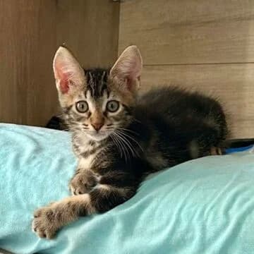 Wupit, Tabby oscuro male puppy European Shorthair for adoption at Aldea Felina Denia, Denia (Alicante)