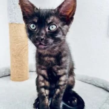 Yelsa, Negra female puppy European Shorthair for adoption at Aldea Felina Denia, Denia (Alicante)