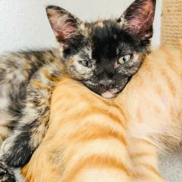 Yoali, Tortuga female puppy European Shorthair for adoption at Aldea Felina Denia, Denia (Alicante)