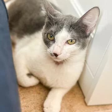 Edith, Gris/Blanca female European Shorthair for adoption at Aldea Felina Denia, Denia (Alicante)