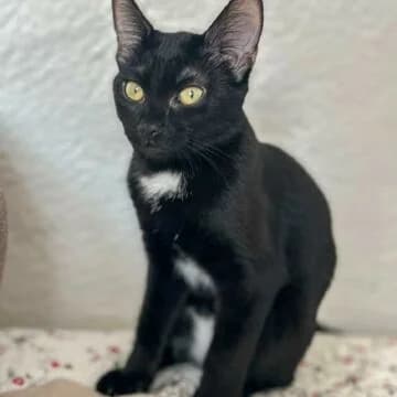 Elma, Negra female European Shorthair for adoption at Aldea Felina Denia, Denia (Alicante)