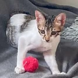 Colin, Blanco/Atigrado male puppy European Shorthair for adoption at Aldea Felina Denia, Denia (Alicante)
