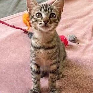 Carina, Atigrada female puppy European Shorthair for adoption at Aldea Felina Denia, Denia (Alicante)