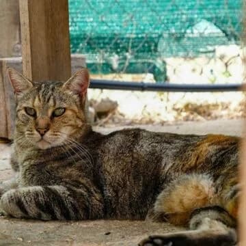 Dalia, Tabby con rojo female senior European Shorthair for adoption at Aldea Felina Denia, Denia (Alicante)