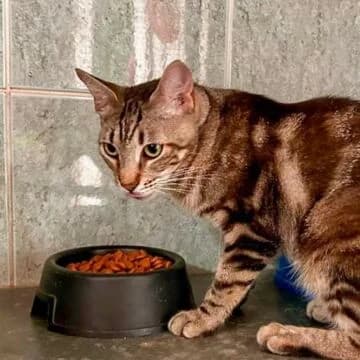 Fiordo, Tabby male young European Shorthair for adoption at Aldea Felina Denia, Denia (Alicante)