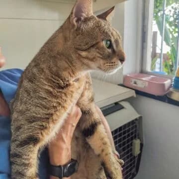 Rufus, Atigrado male European Shorthair for adoption at Aldea Felina Denia, Denia (Alicante)