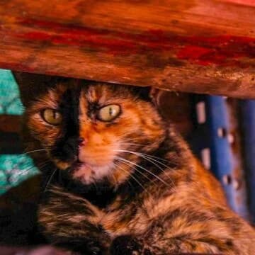 Vafla,  6yo European Shorthair for adoption at Saving Saints Rescue UK (Big Paws Welfare)