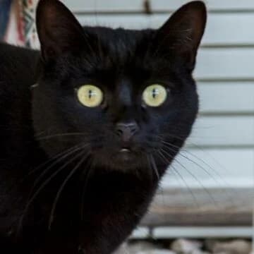 Ben, Negro male 5yo European Shorthair for adoption at Aldea Felina Denia, Denia (Alicante)