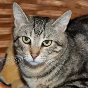Francis, Tabby male 3yo European Shorthair for adoption at Aldea Felina Denia, Denia (Alicante)