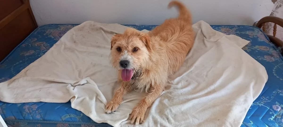 Danny, female senior Mixed Breed for adoption at Alma Animal Asturias