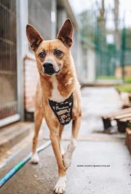 Fer, male senior Mixed Breed for adoption at Alma Animal Asturias