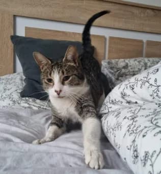 Mr. Stumble, male 4yo Mixed Breed for adoption at Alma Animal Asturias