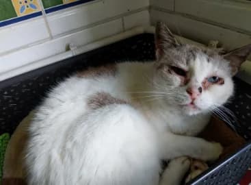 Princesa, female senior Mixed Breed for adoption at Alma Animal Asturias