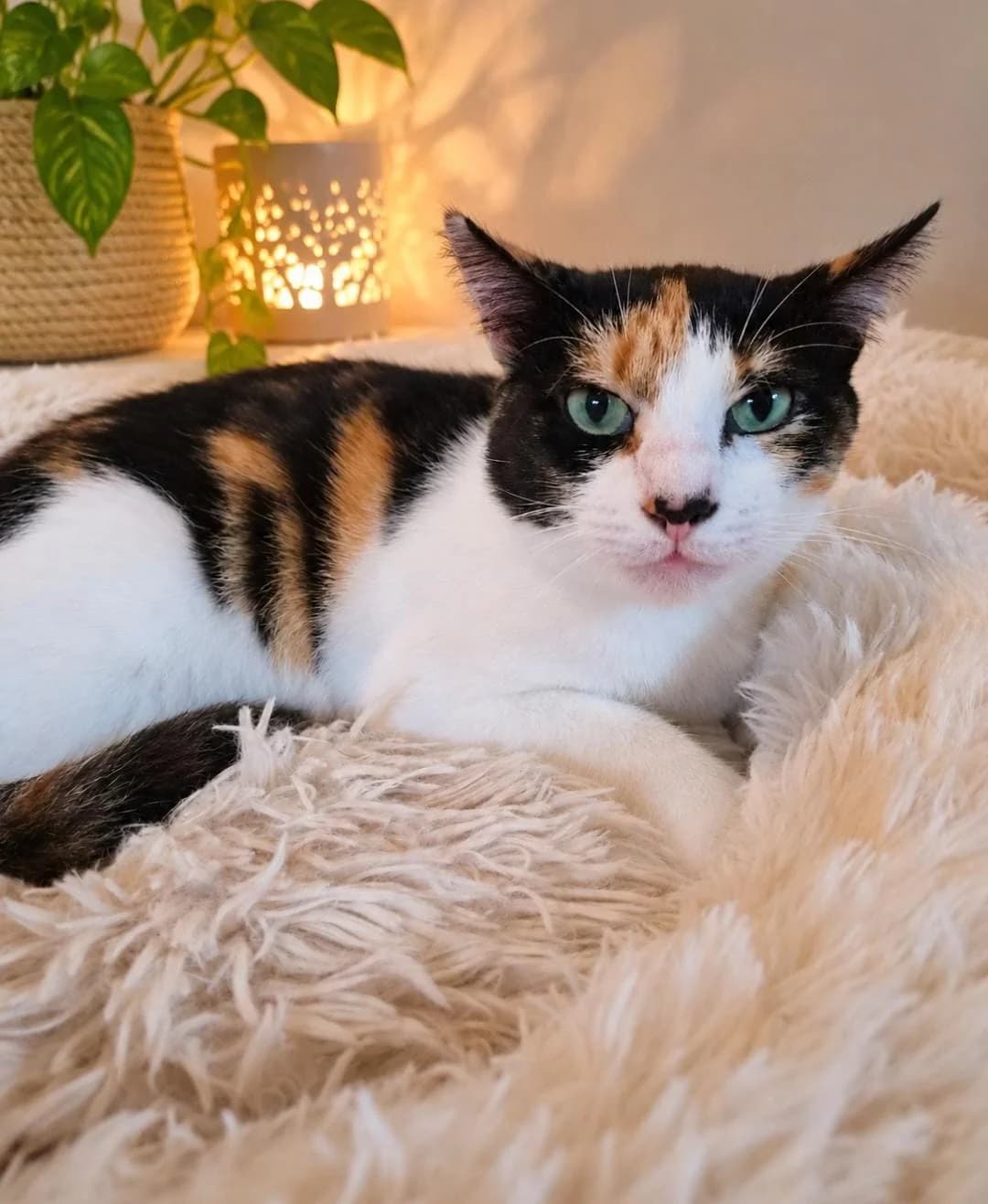 Ada, female 4yo Mixed Breed for adoption at Alma Animal Asturias