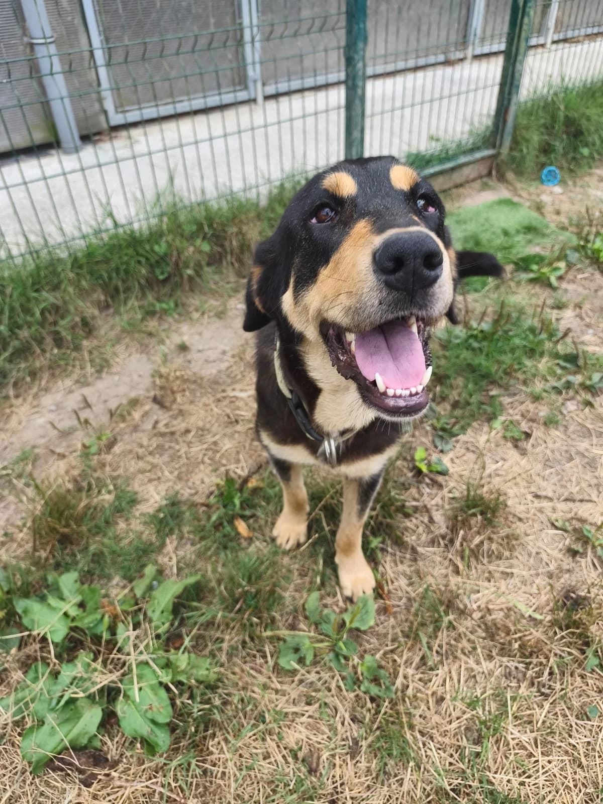 Amá, female young Mixed Breed for adoption at Alma Animal Asturias