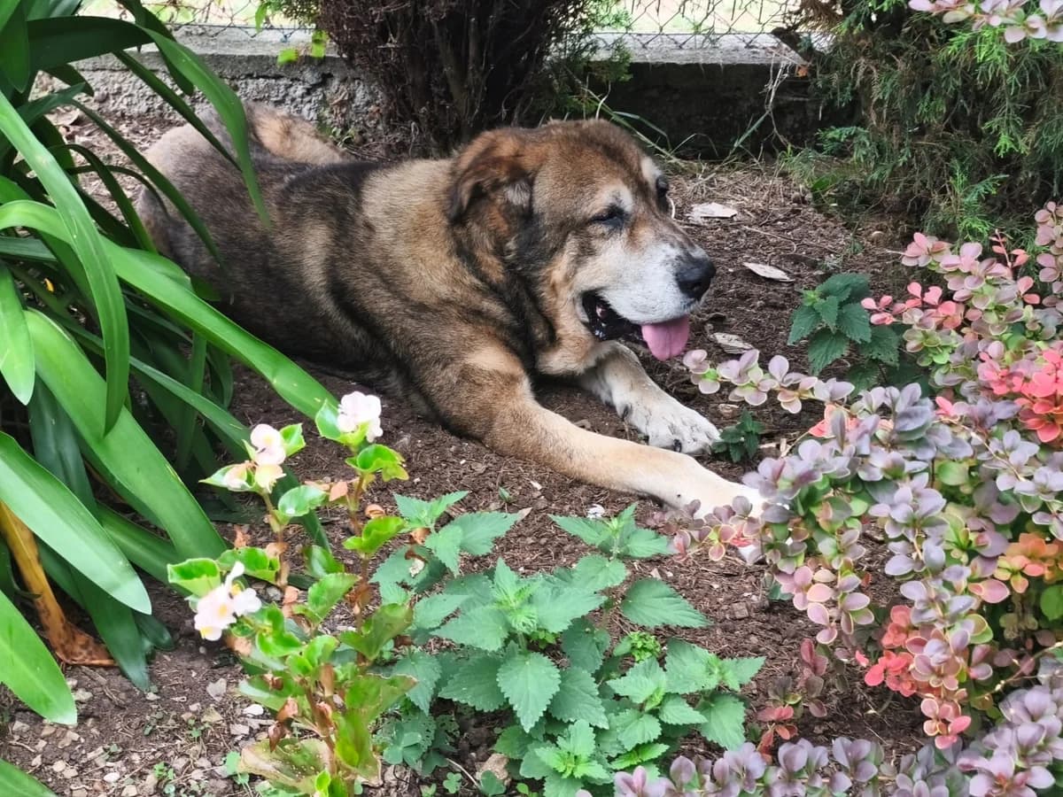 Mamut, male senior Mixed Breed for adoption at Alma Animal Asturias